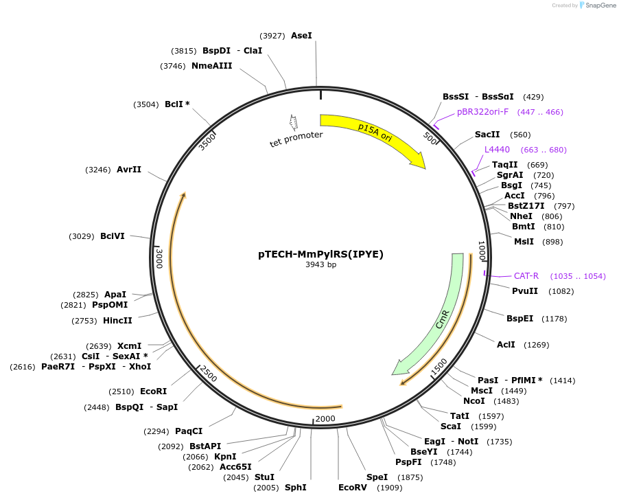 104073-plasmid-map-sequence-id-199828