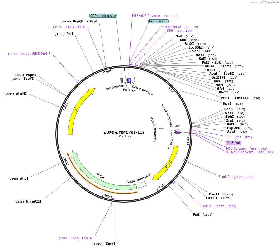 101685-plasmid-map-sequence-id-199830