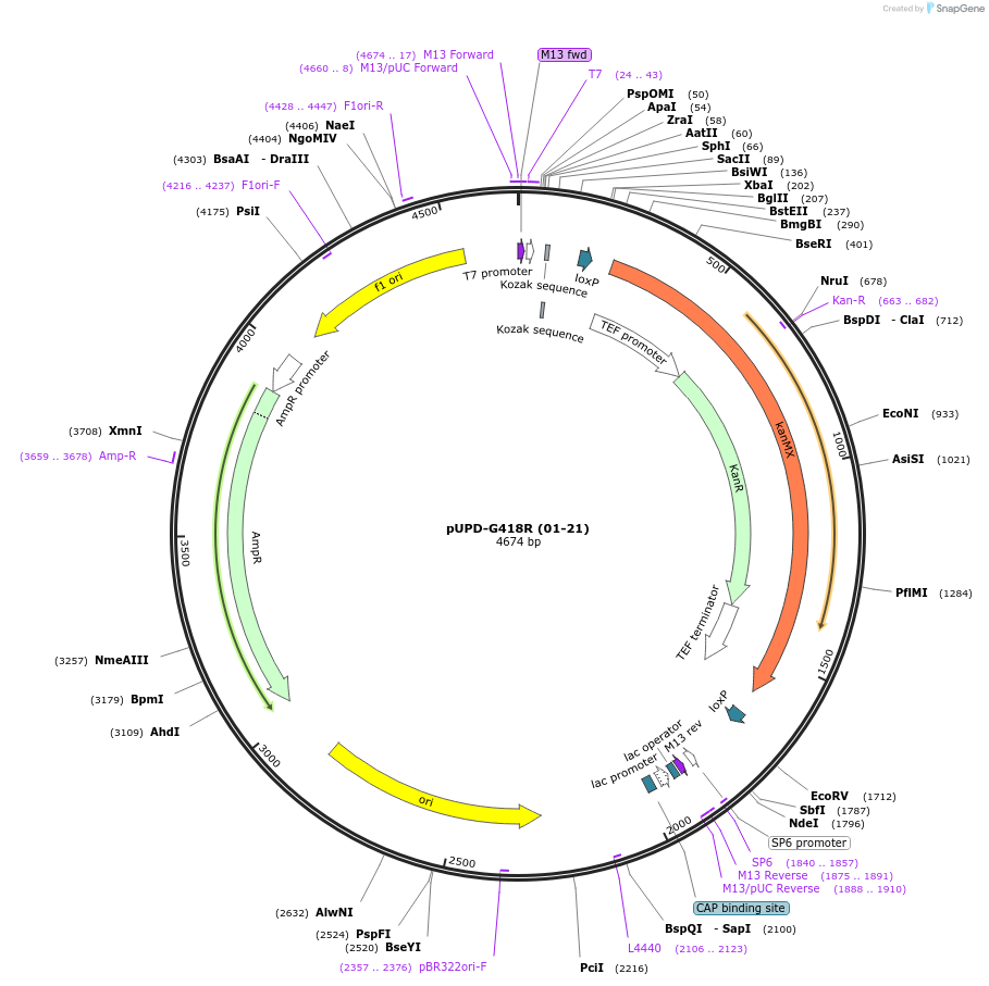 101703-plasmid-map-sequence-id-199832