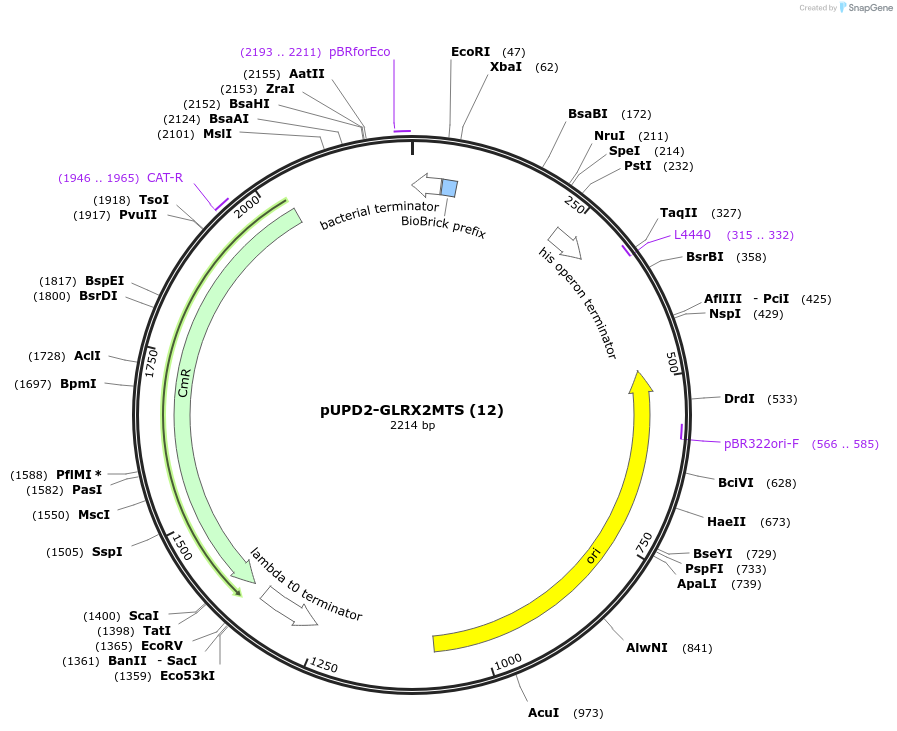 101697-plasmid-map-sequence-id-199836