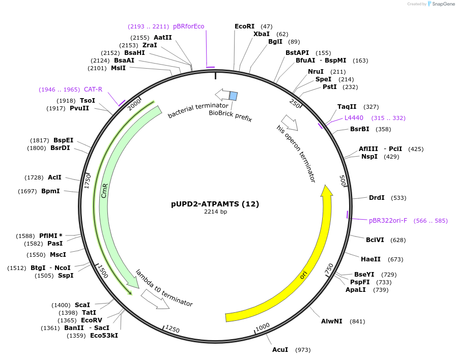 101696-plasmid-map-sequence-id-199840