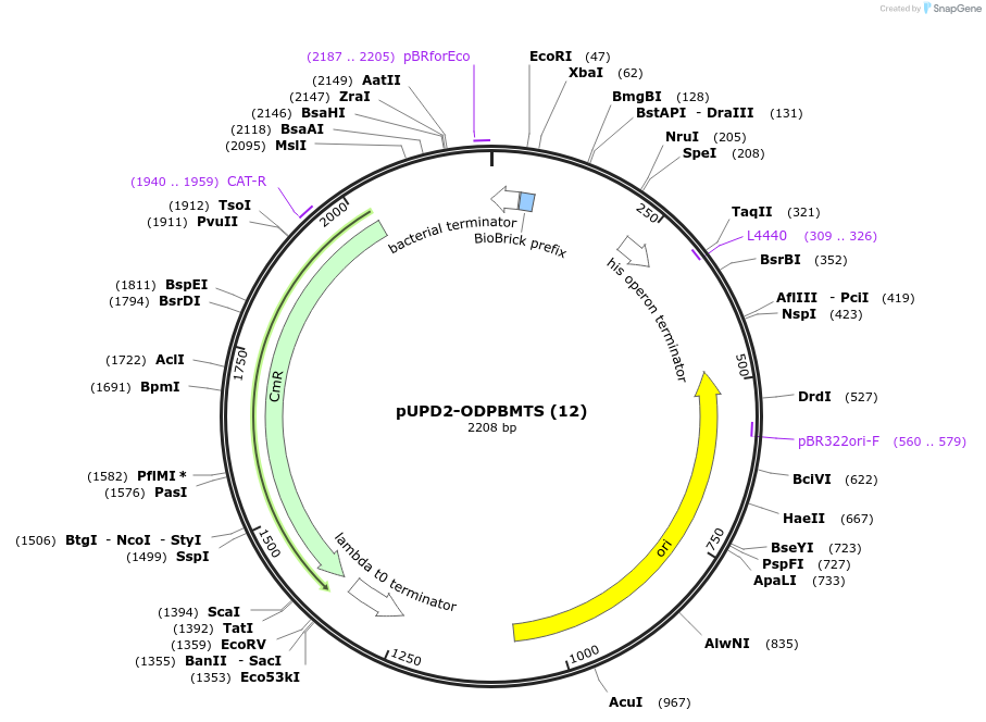 101695-plasmid-map-sequence-id-199841