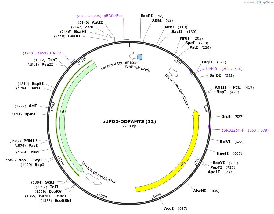 101694-plasmid-map-sequence-id-199842