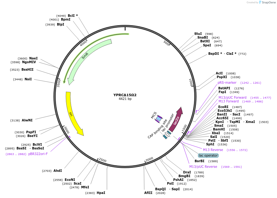 101709-plasmid-map-sequence-id-199843