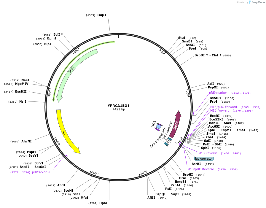101710-plasmid-map-sequence-id-199845