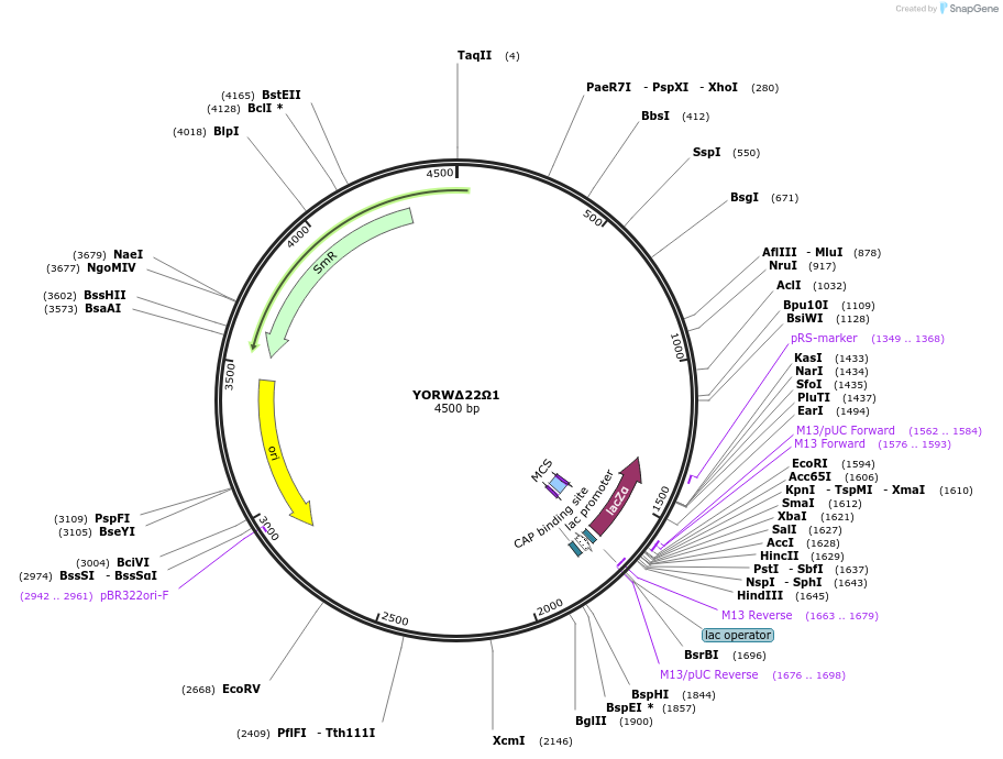 101706-plasmid-map-sequence-id-199846