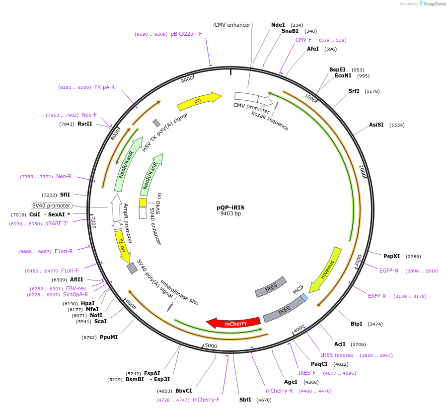 102584-plasmid-map-sequence-id-199847