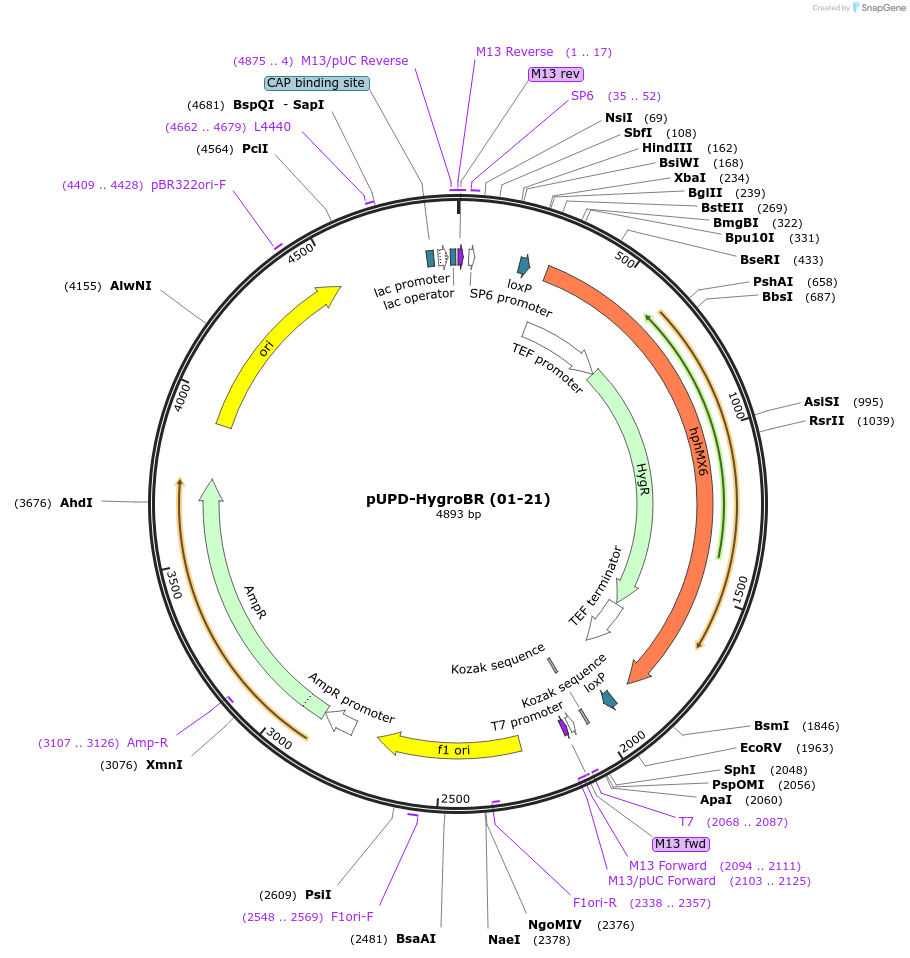 101704-plasmid-map-sequence-id-199849