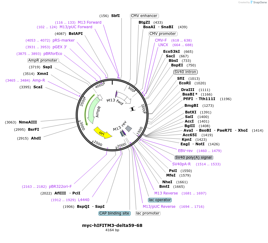 104361-plasmid-map-sequence-id-199952