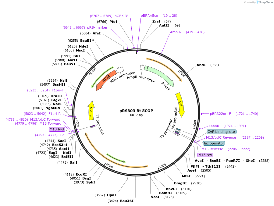 73871-plasmid-map-sequence-id-199973