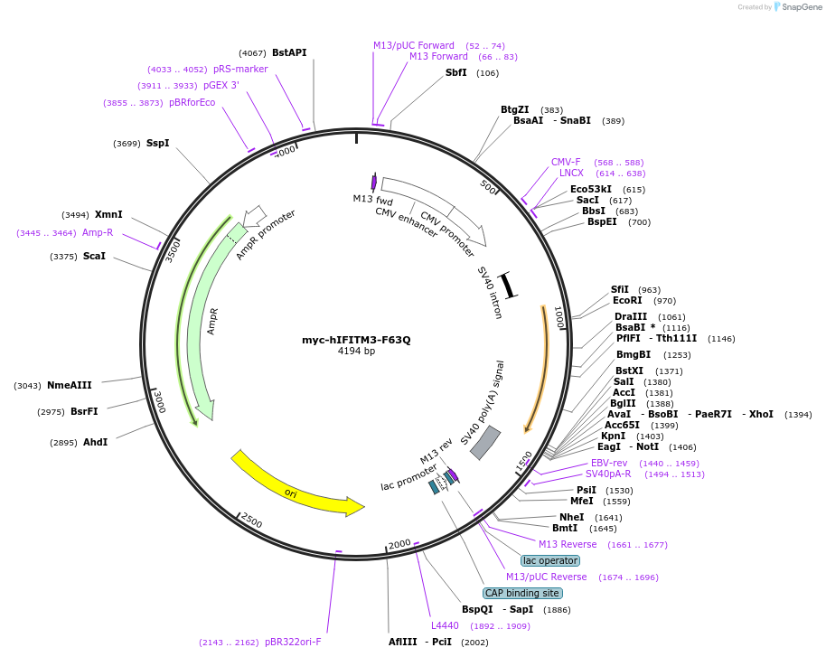 104363-plasmid-map-sequence-id-199994