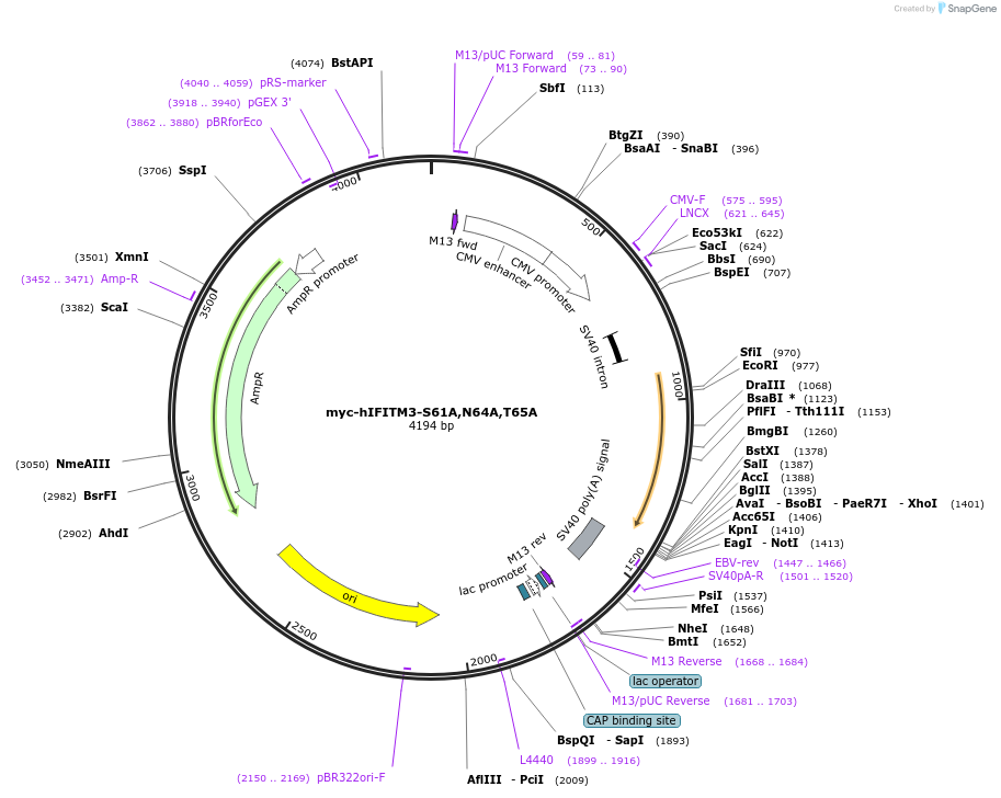 104362-plasmid-map-sequence-id-199999
