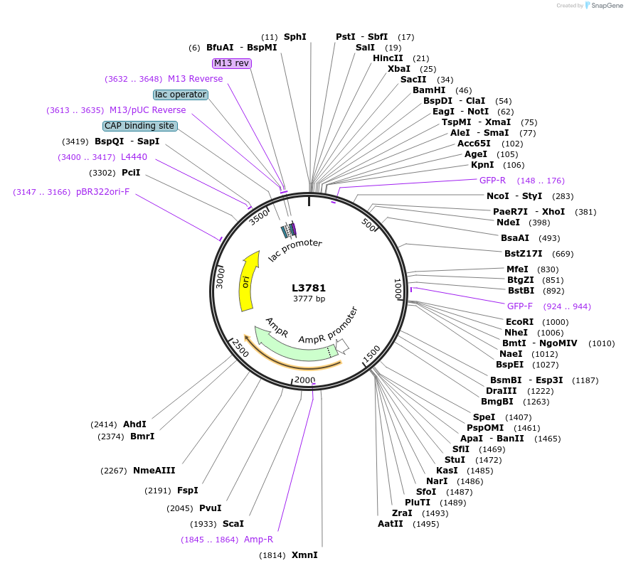 1590-plasmid-map-sequence-id-200