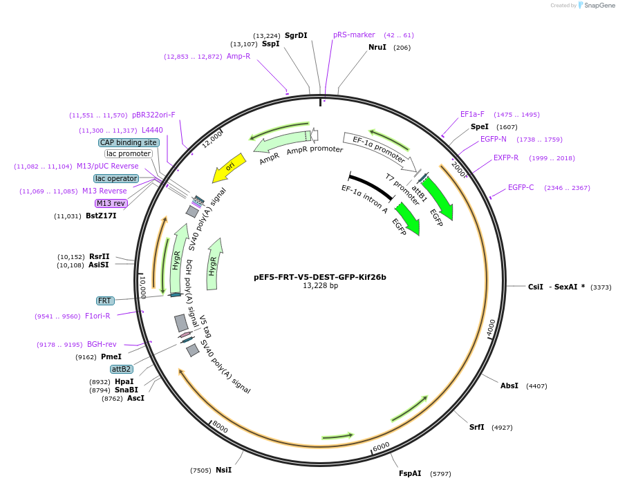 102862-plasmid-map-sequence-id-200036