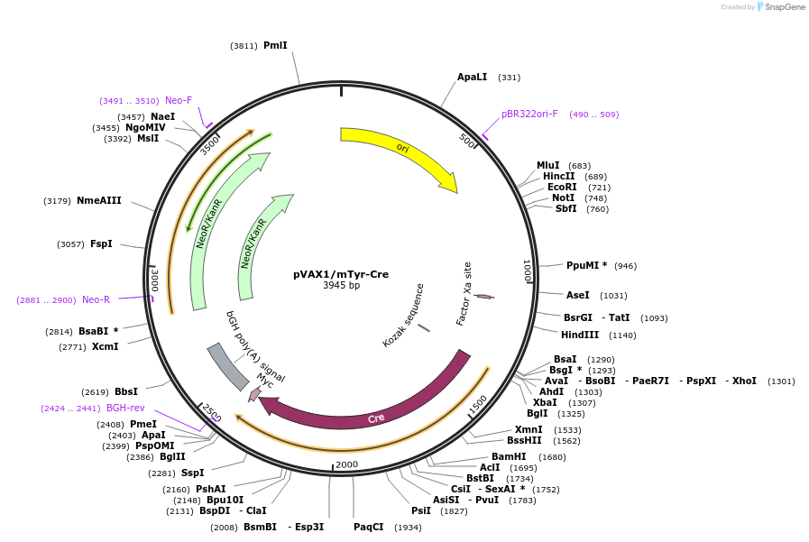 99249-plasmid-map-sequence-id-200048