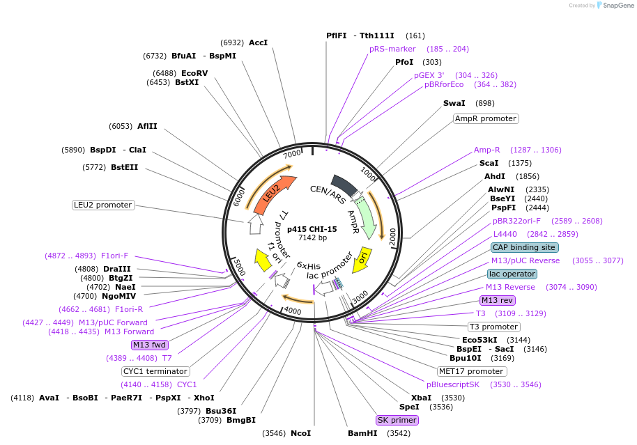 73884-plasmid-map-sequence-id-200054