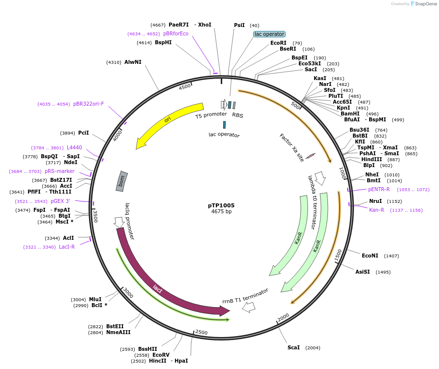104160-plasmid-map-sequence-id-200057