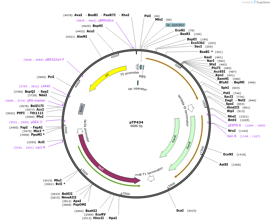 104167-plasmid-map-sequence-id-200061
