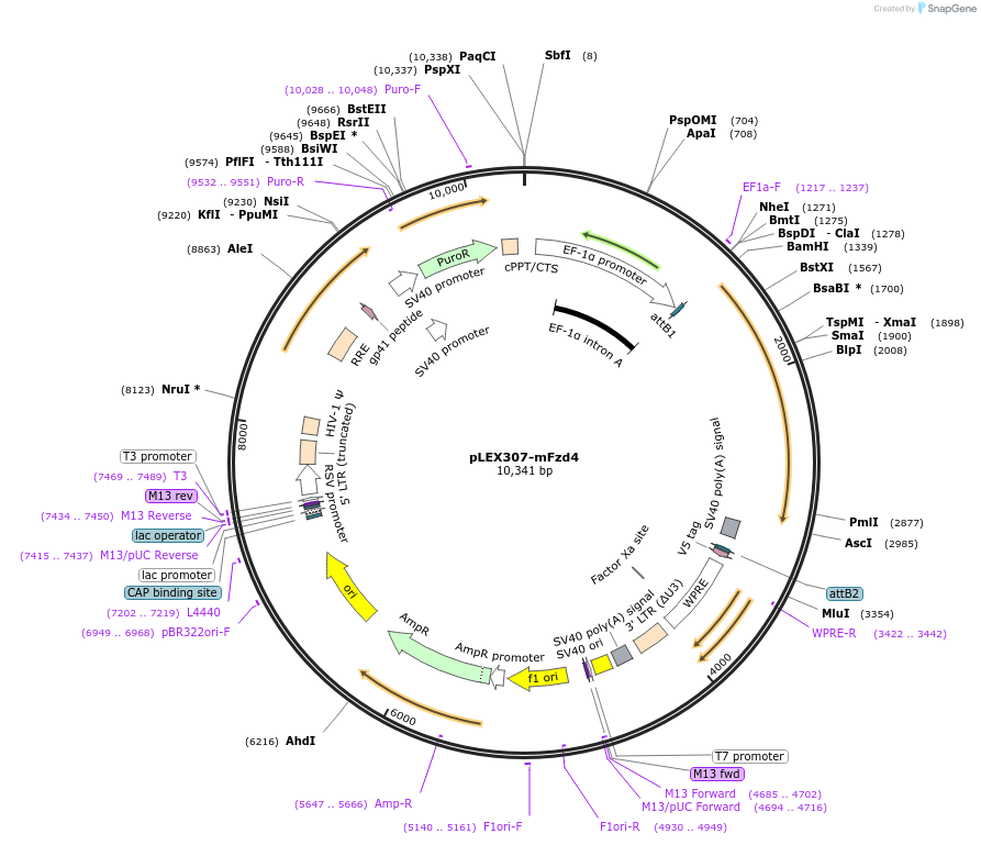 102866-plasmid-map-sequence-id-200064