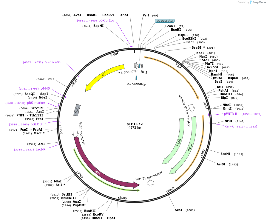 104161-plasmid-map-sequence-id-200072