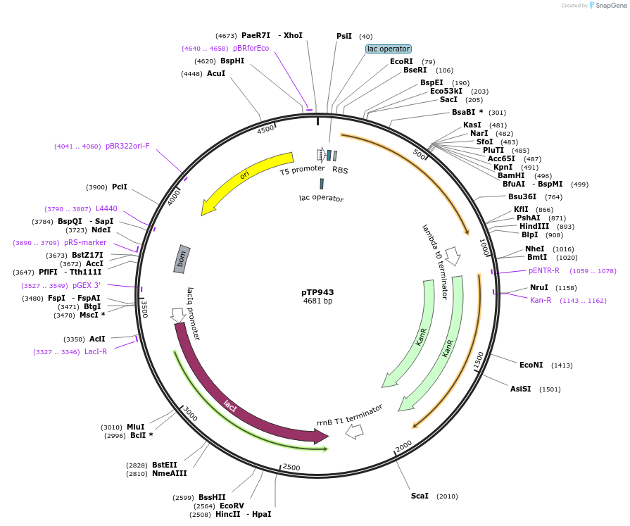 104157-plasmid-map-sequence-id-200077