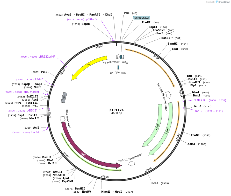 104162-plasmid-map-sequence-id-200079
