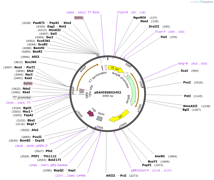 97059-plasmid-map-sequence-id-200119