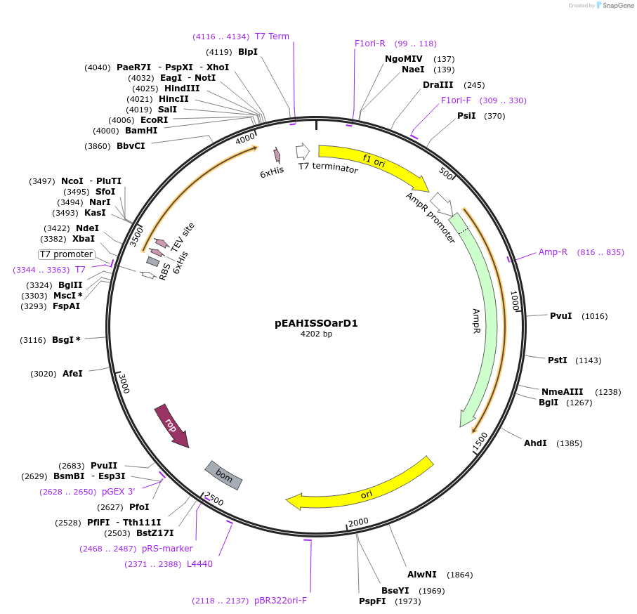 97067-plasmid-map-sequence-id-200122