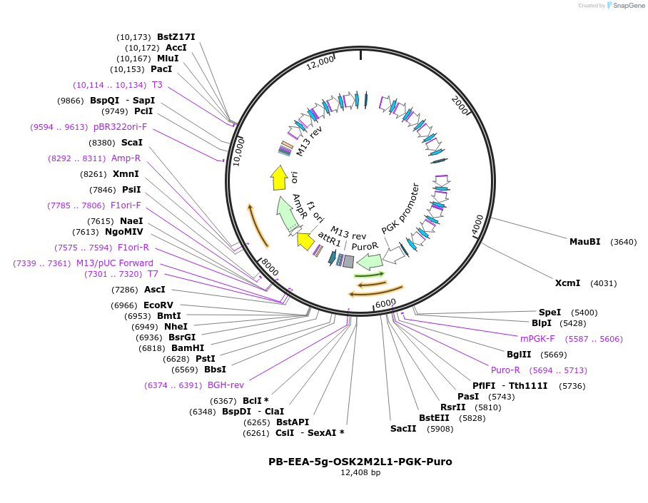 102909-plasmid-map-sequence-id-200136
