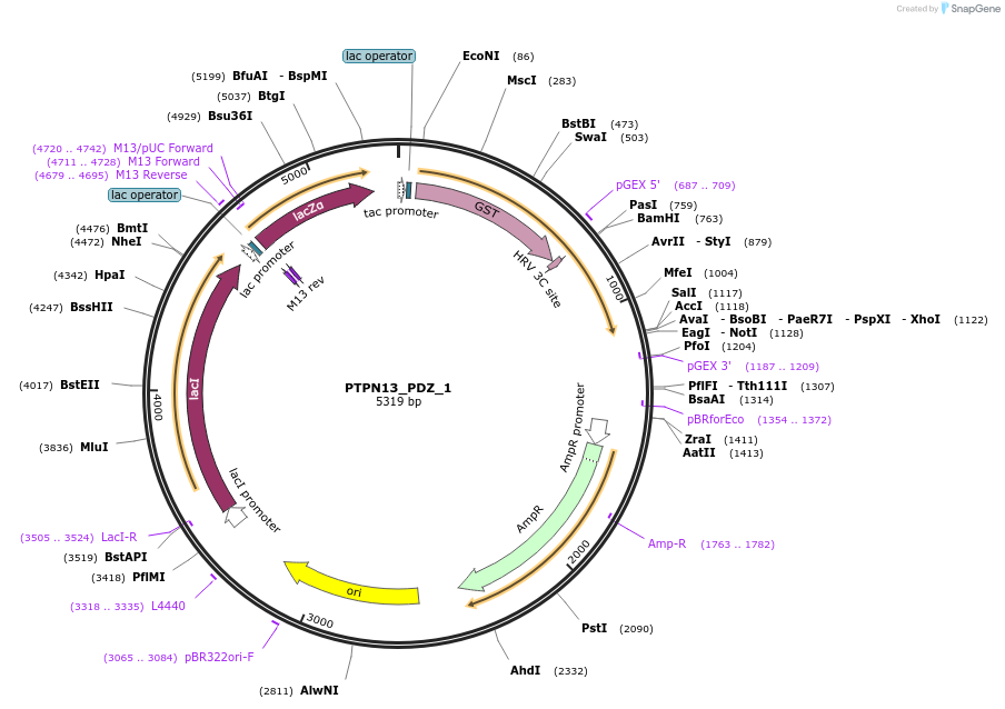 103919-plasmid-map-sequence-id-200137