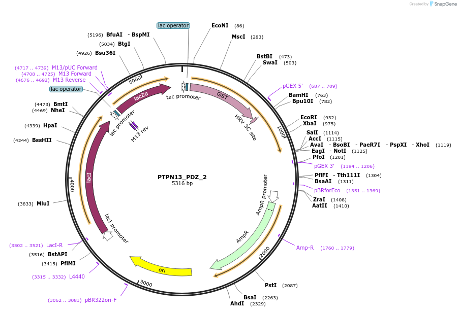 103920-plasmid-map-sequence-id-200138