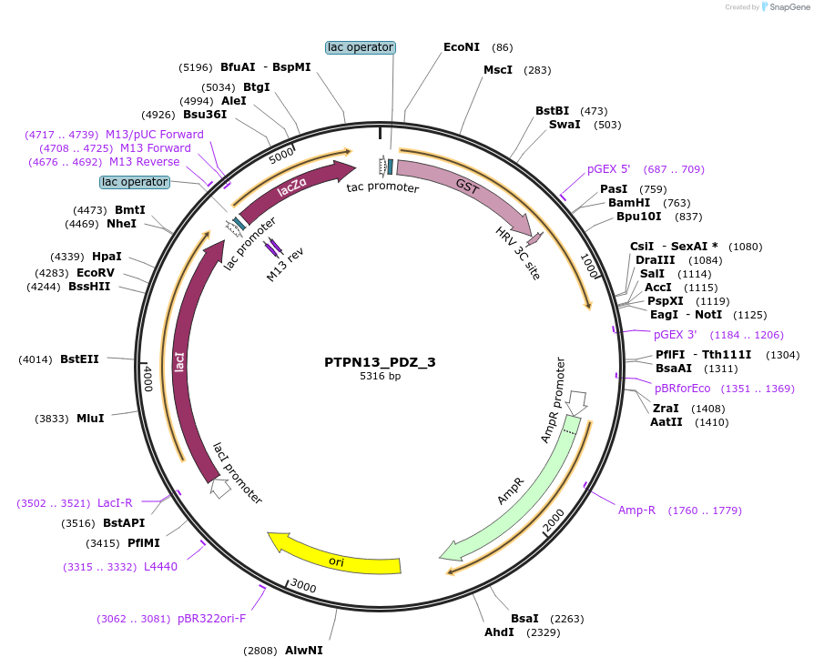 103921-plasmid-map-sequence-id-200139