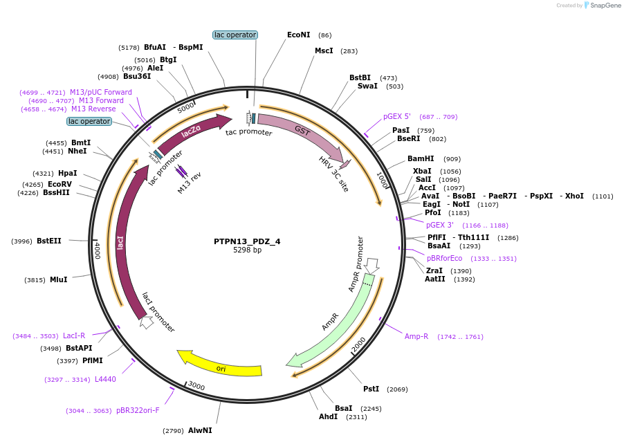 103922-plasmid-map-sequence-id-200140