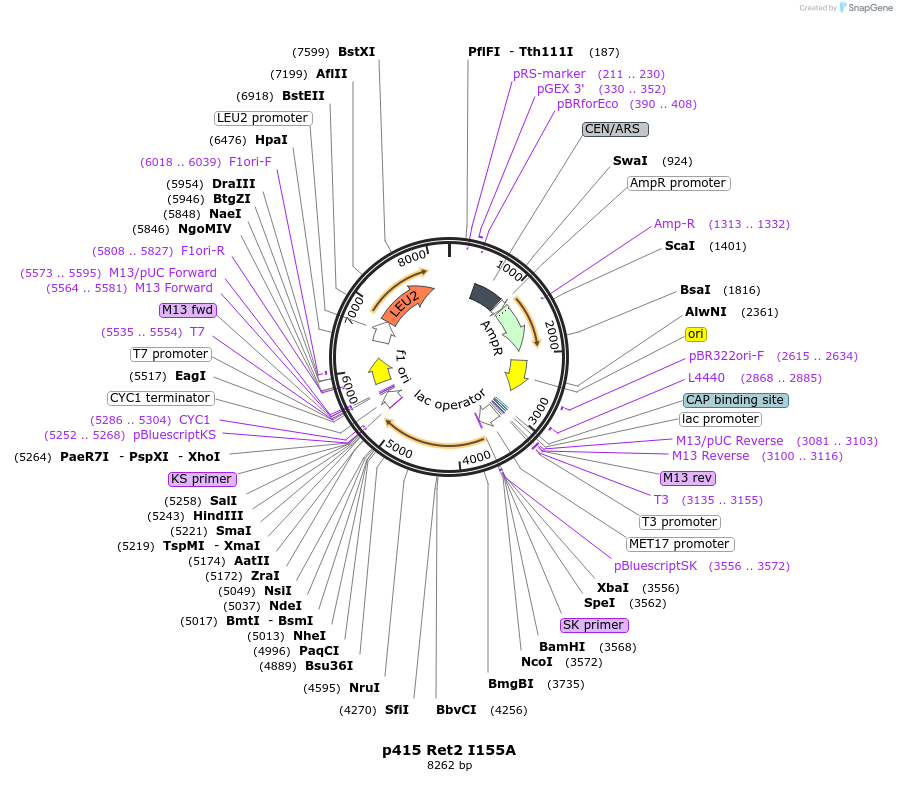 73888-plasmid-map-sequence-id-200157