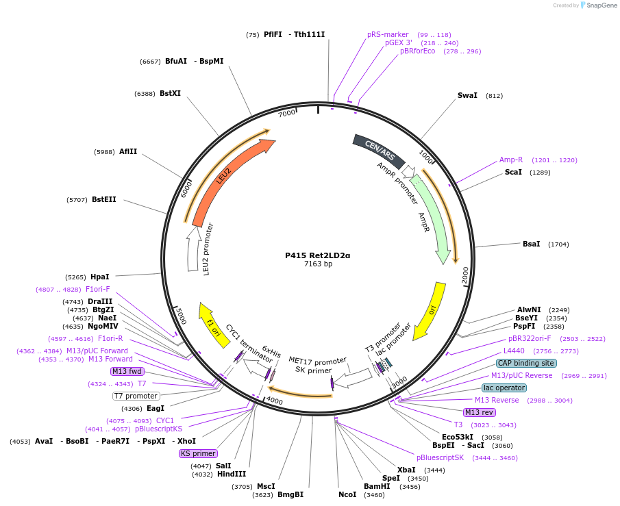 73873-plasmid-map-sequence-id-200159