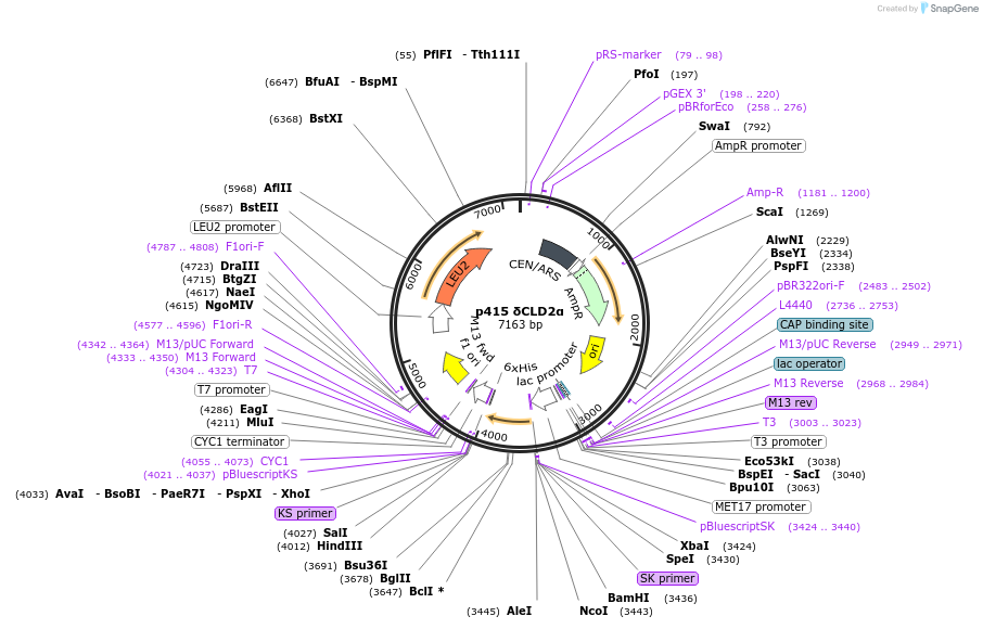73874-plasmid-map-sequence-id-200162