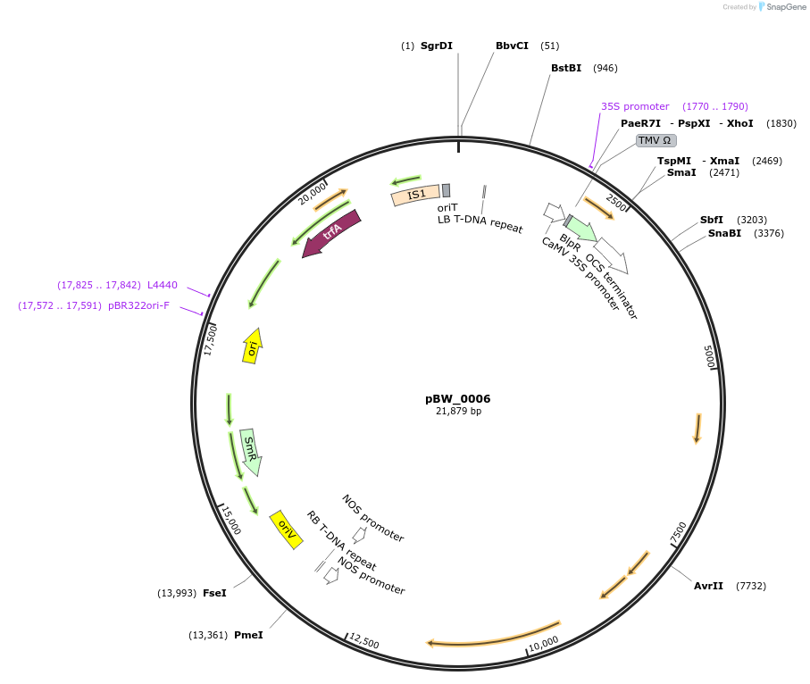 102838-plasmid-map-sequence-id-200163