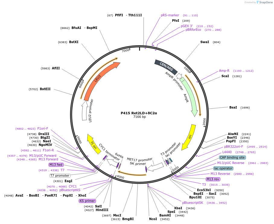 73877-plasmid-map-sequence-id-200166