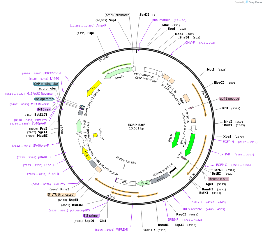 101772-plasmid-map-sequence-id-200175