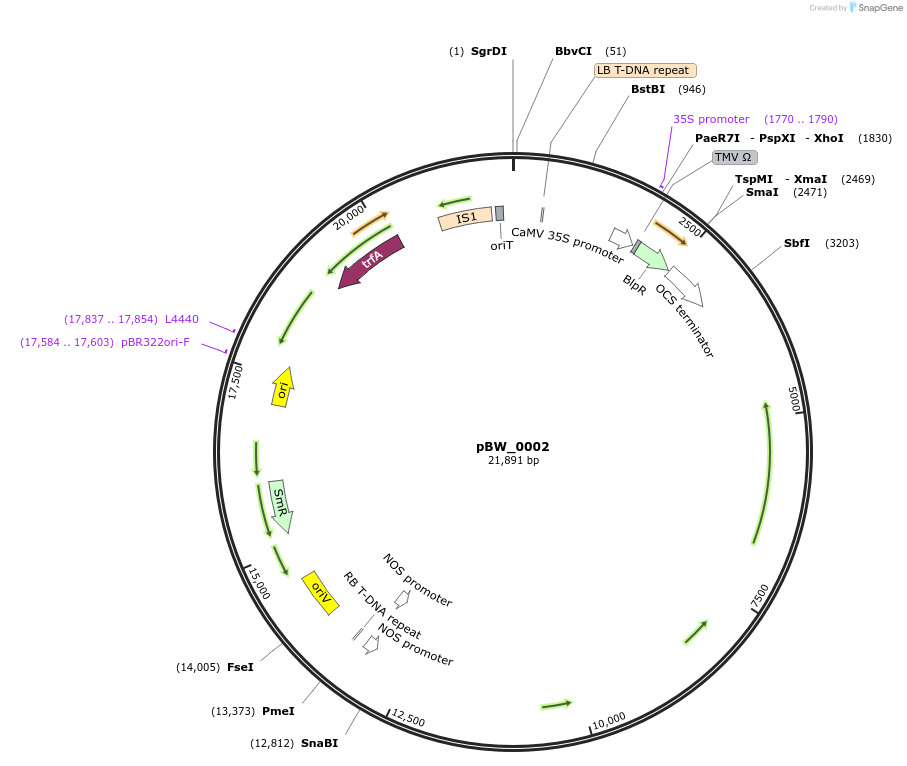 102834-plasmid-map-sequence-id-200179