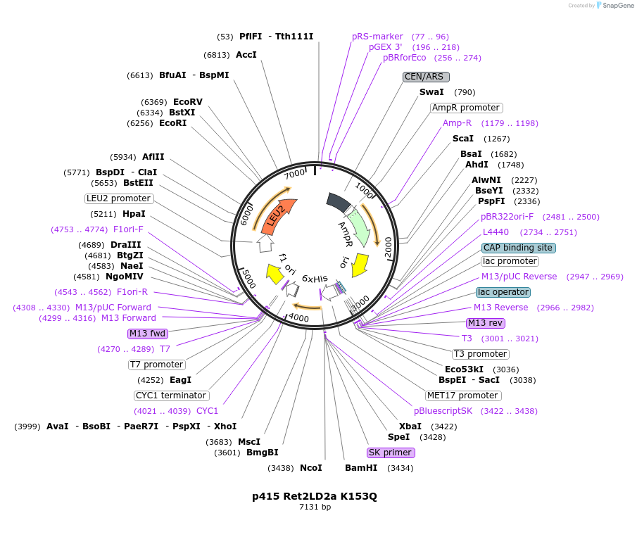 75261-plasmid-map-sequence-id-200182