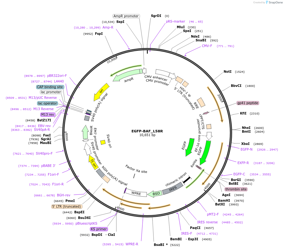 101776-plasmid-map-sequence-id-200183