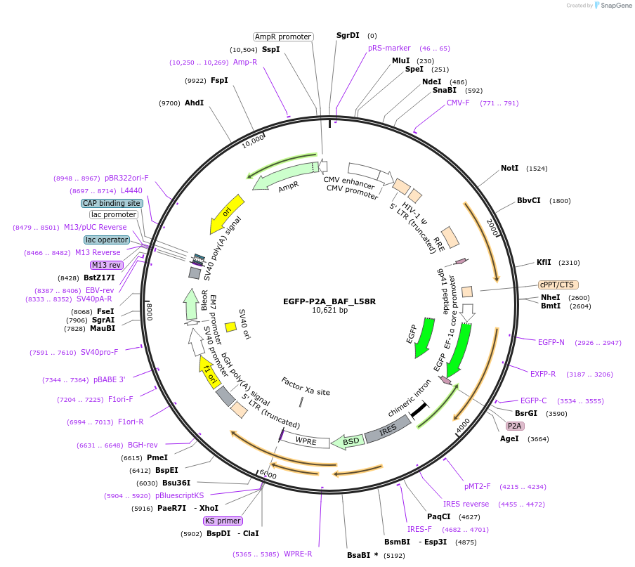 101775-plasmid-map-sequence-id-200187