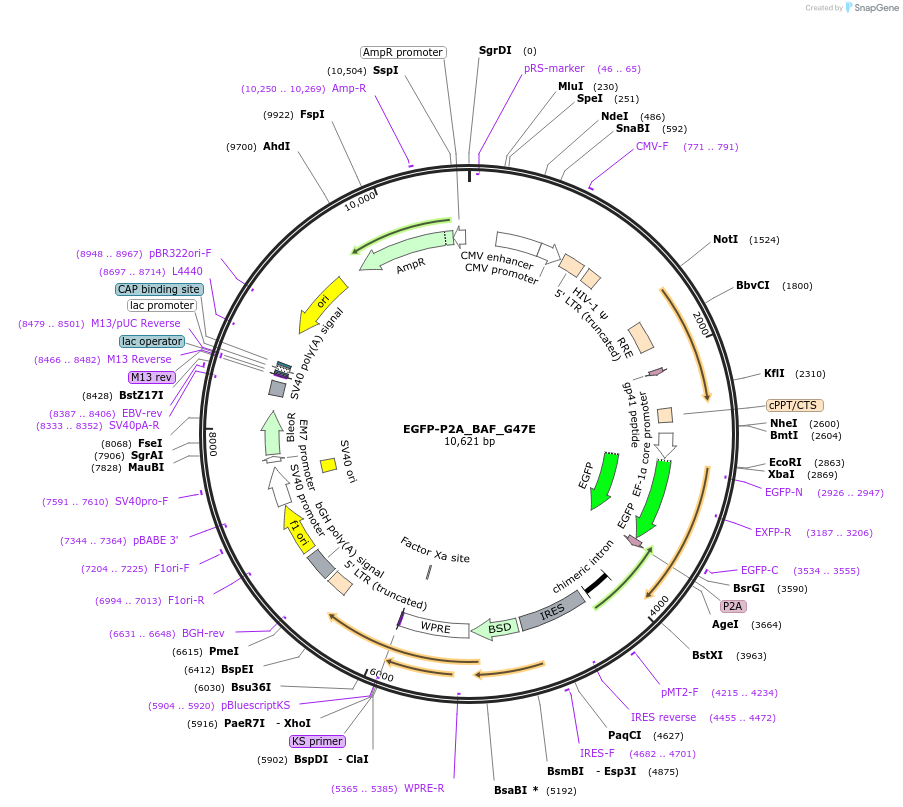 101774-plasmid-map-sequence-id-200201