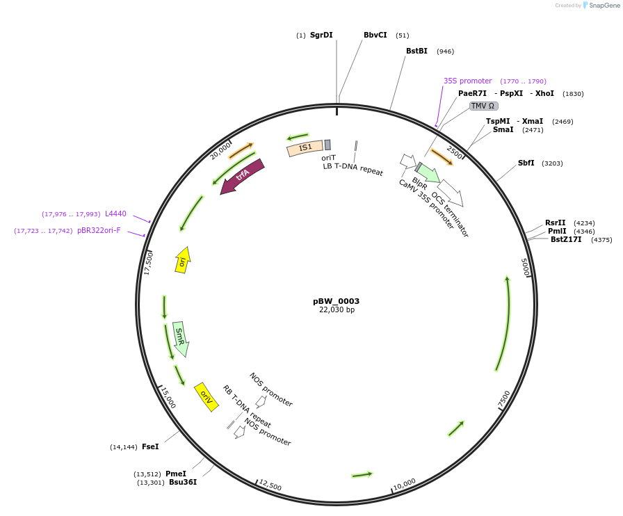 102835-plasmid-map-sequence-id-200223