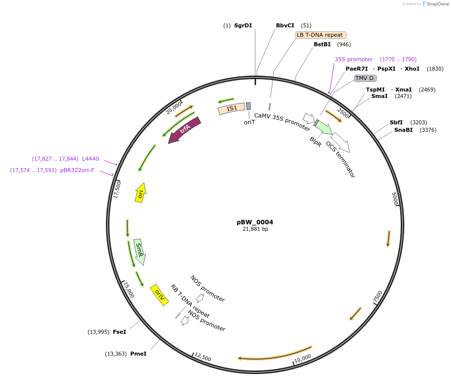 102836-plasmid-map-sequence-id-200226
