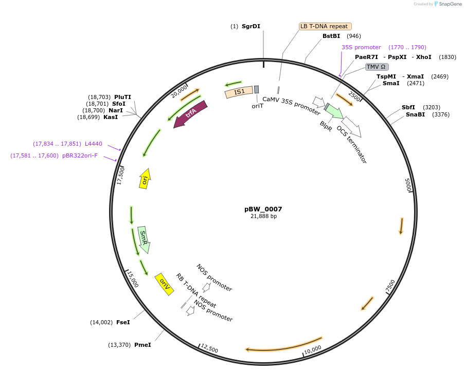 102839-plasmid-map-sequence-id-200228