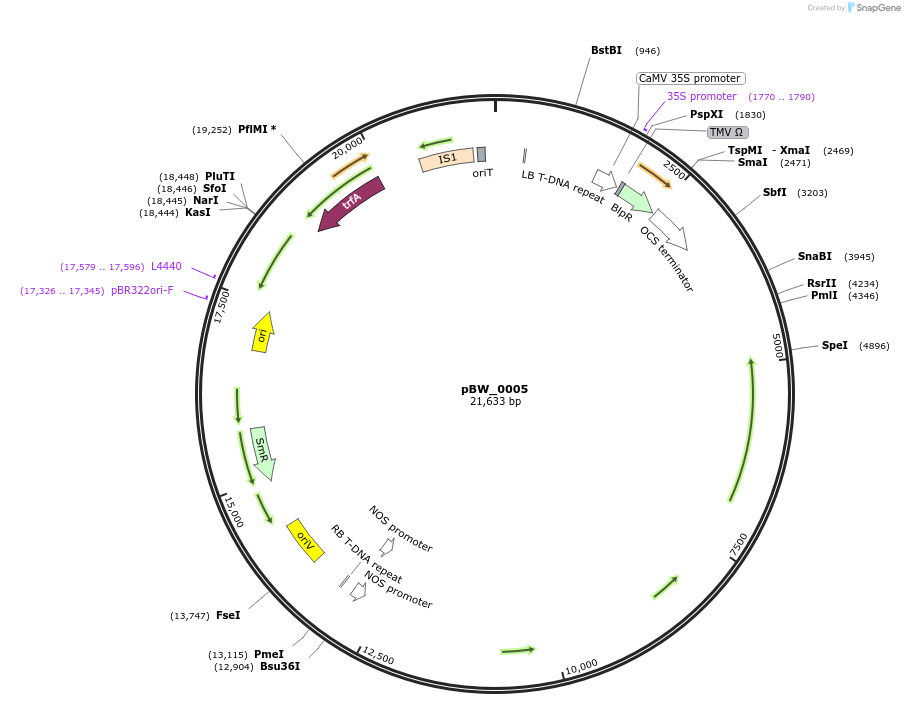 102837-plasmid-map-sequence-id-200229