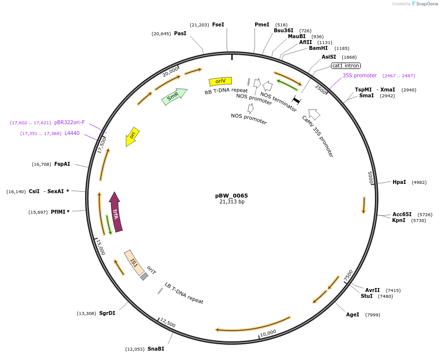 102817-plasmid-map-sequence-id-200231