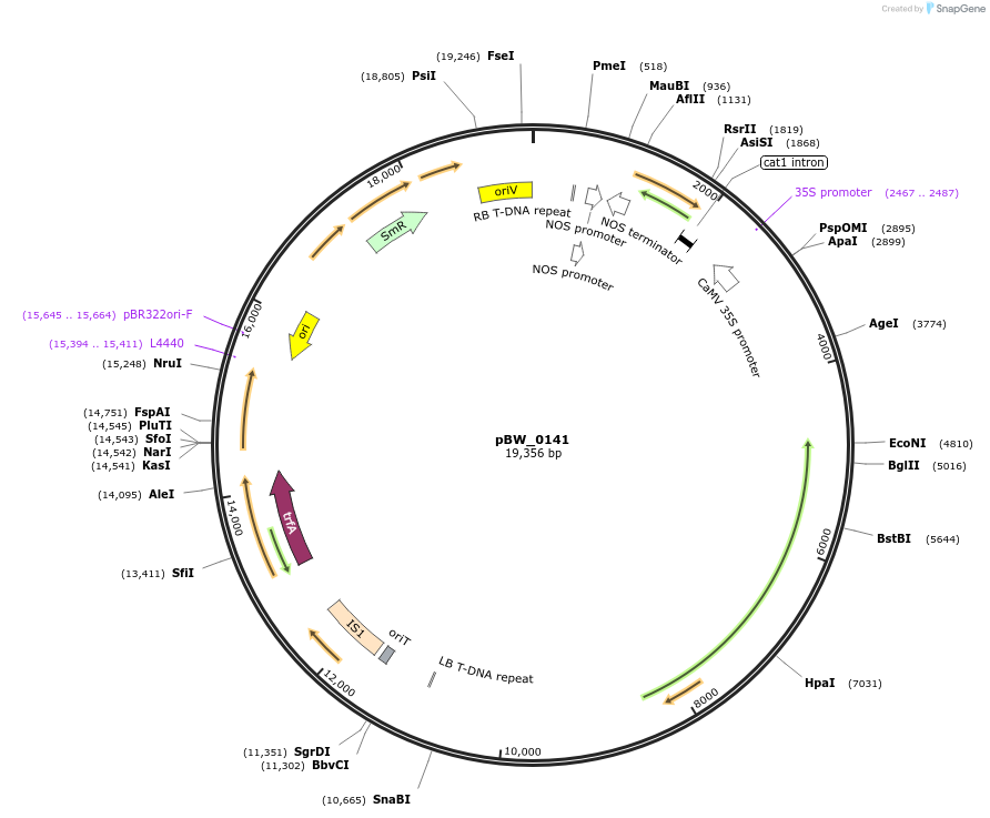 102820-plasmid-map-sequence-id-200234